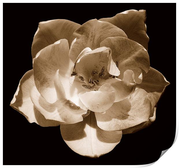 Tri-tone Rose Print by james balzano, jr.