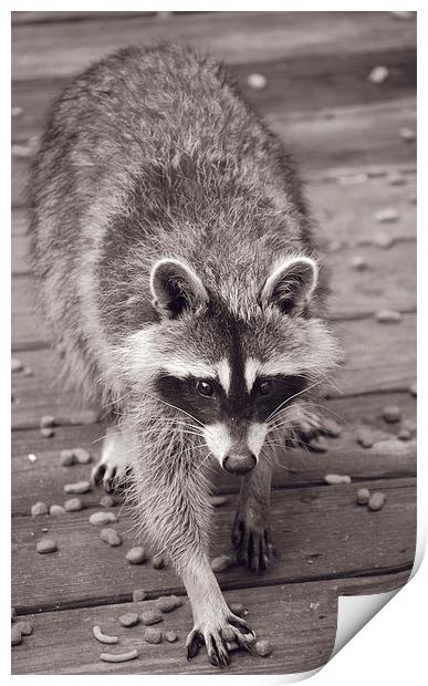 Raccoon Duotone Print by james balzano, jr.