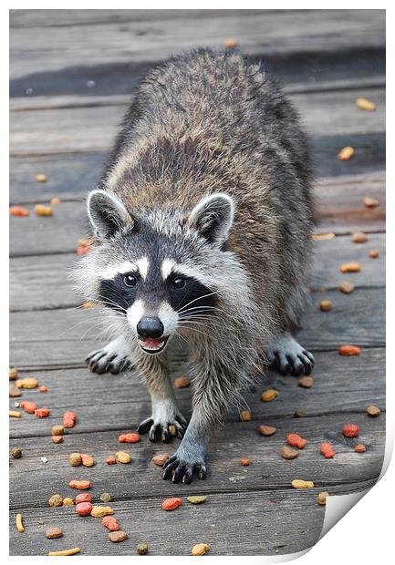 Young Female Raccoon Print by james balzano, jr.