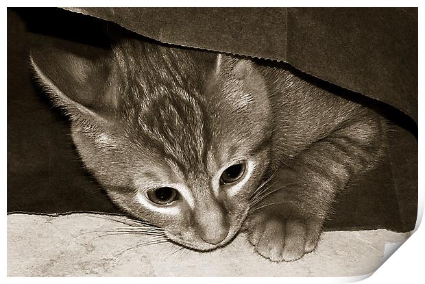  Duotone Cat in a Bag Print by james balzano, jr.