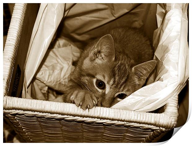 Tritone Cat in a Basket  Print by james balzano, jr.