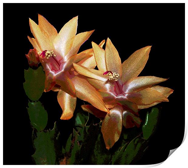 Cactus Flowers Posterised  Print by james balzano, jr.