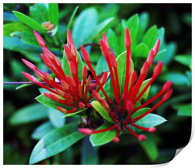 Red Tropical Flower  Print by james balzano, jr.