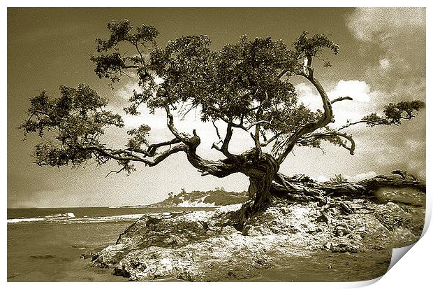  Tree on Beach at Treasure Beach, Jamaica Print by james balzano, jr.