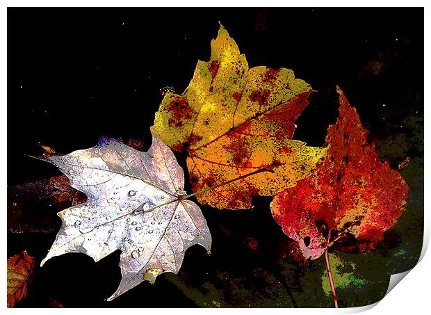  Leaves in Pond Posterised Print by james balzano, jr.