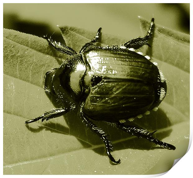  Tri Tone Beetle Print by james balzano, jr.