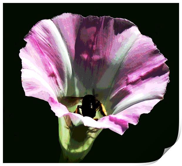 Bee in Flower  Print by james balzano, jr.