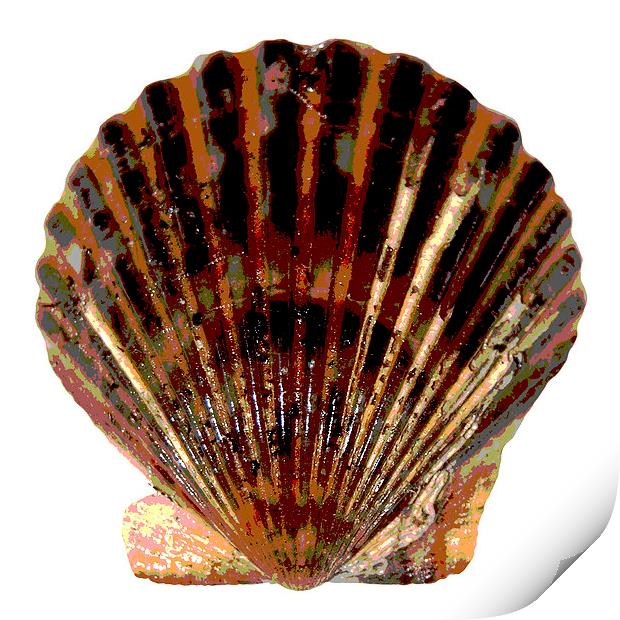  Posterised Scallop Shell Print by james balzano, jr.