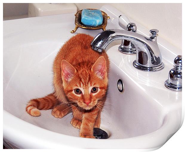 Kitten in Sink  Print by james balzano, jr.