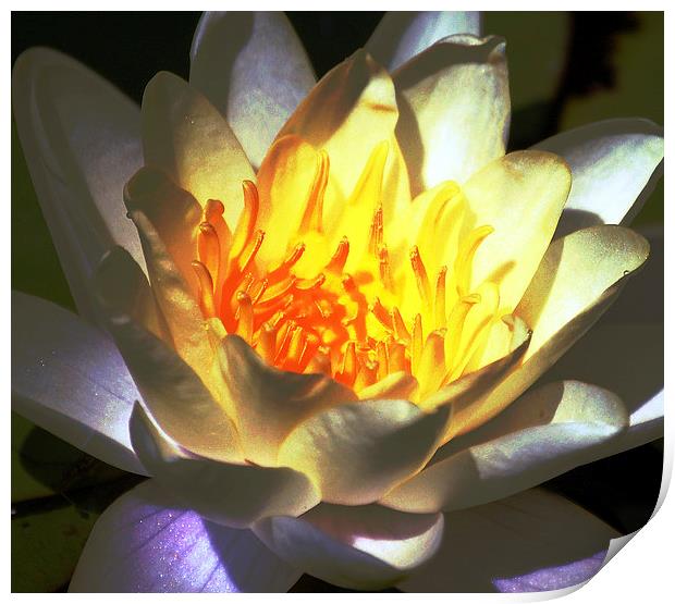  Water Lily Print by james balzano, jr.