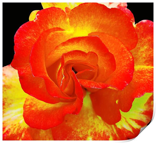 Close Up Colorful Rose Print by james balzano, jr.
