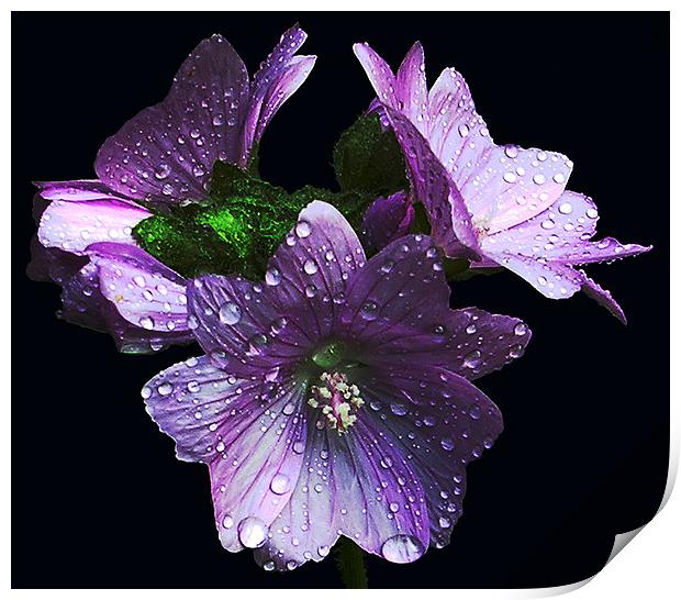  Three Wet Flowers Print by james balzano, jr.