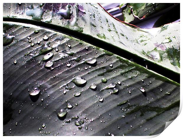  Water Droplets on a Leaf Print by james balzano, jr.