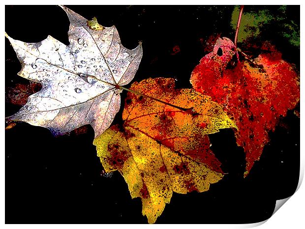 Old Leaves Floating  Print by james balzano, jr.