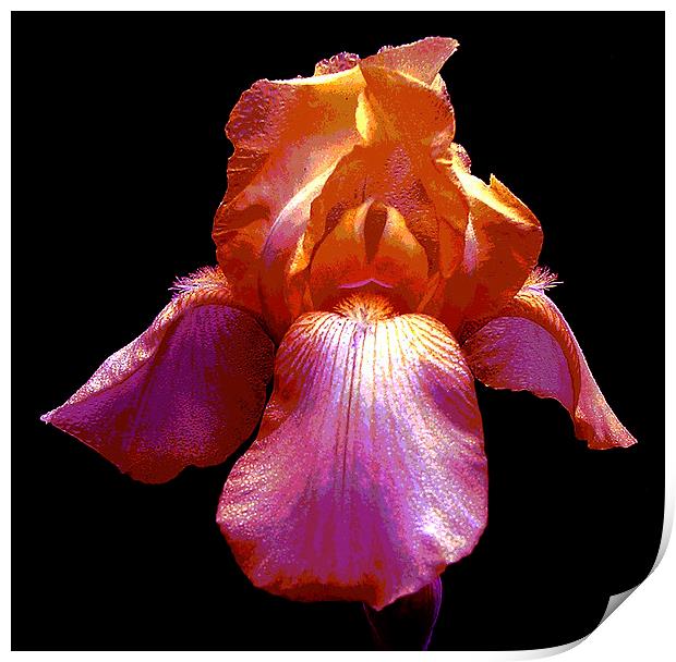 Many Colored Iris  Print by james balzano, jr.