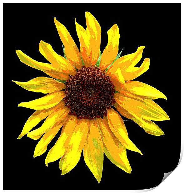 Revised Sunflower  Print by james balzano, jr.