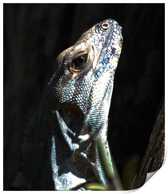 Close Up Lizard Print by james balzano, jr.