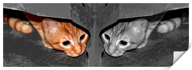 One Cat- Two Views Print by james balzano, jr.