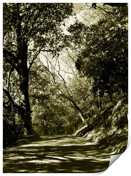 Tritone Image of the Road to Nosara Print by james balzano, jr.