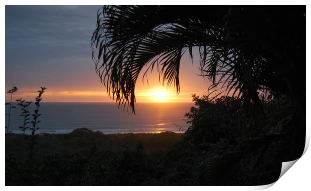 Sunset Through the Palms Print by james balzano, jr.