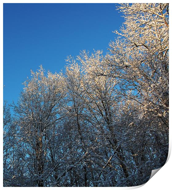 Light on Frozen Treetops Print by james balzano, jr.
