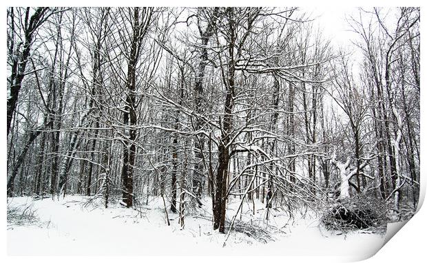 Snow in the Forest Print by james balzano, jr.