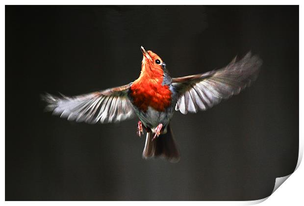 ROBIN IN FLIGHT Print by tim bowron