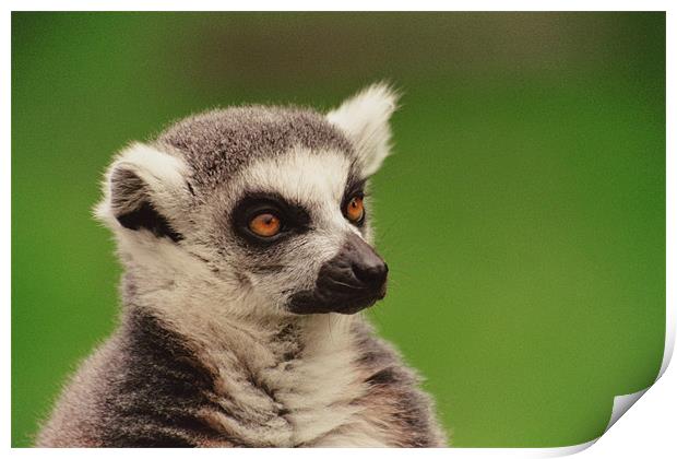Lemur At London Zoo Print by Kevin Dyer