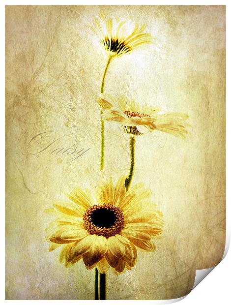 Summer Daisies Print by Aj’s Images