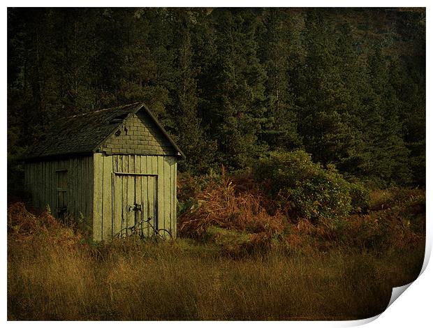 Hidden In The Bracken Print by Aj’s Images