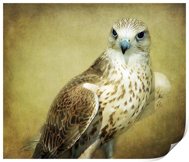 The Saker Falcon Stare Print by Aj’s Images