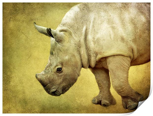 Baby Rhinoceros Print by Aj’s Images
