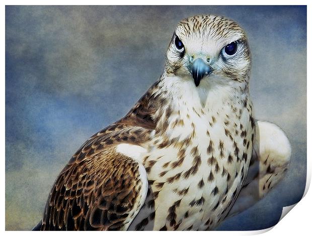 Saker Falcon Print by Aj’s Images
