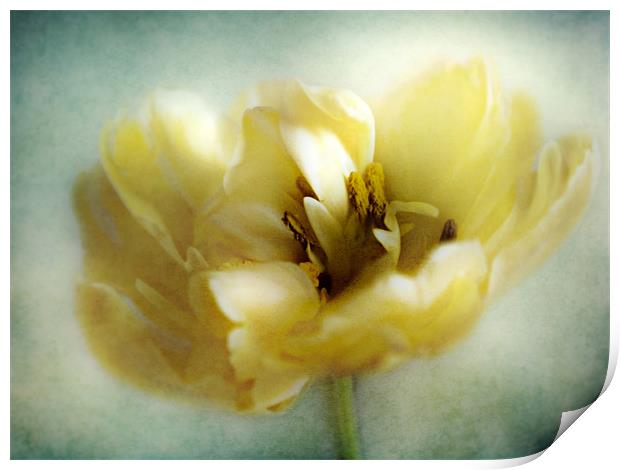Yellow Tulip Print by Aj’s Images