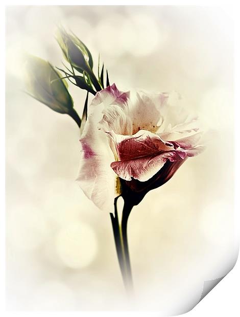 Lovely Lisianthus Print by Aj’s Images