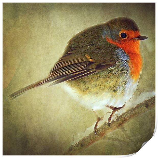 Robin Print by Aj’s Images