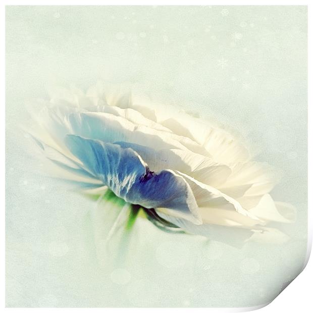 White Ranunculus Print by Aj’s Images