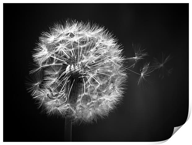 Dandelion Whispers Print by Aj’s Images