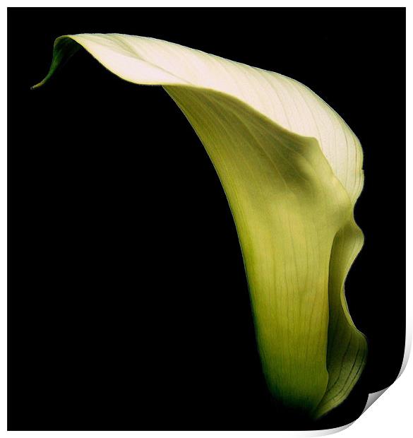 White Calla Lily #1 Print by Aj’s Images