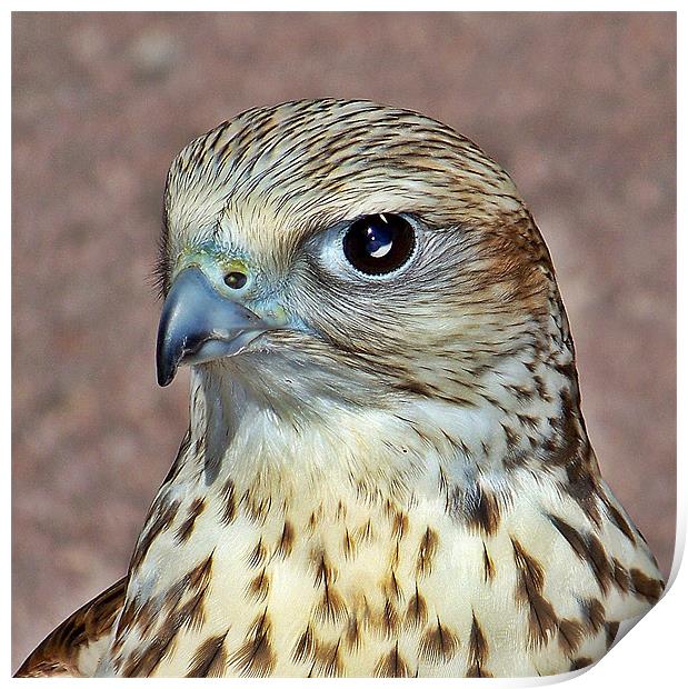 Saker Falcon. Print by Aj’s Images