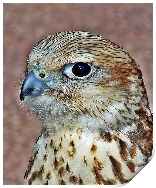 Saker Falcon Print by Aj’s Images