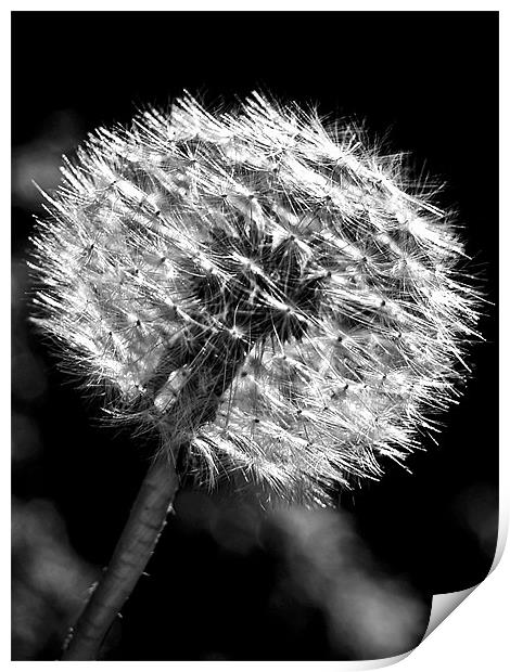 Dandy Days In Black And White. Print by Aj’s Images