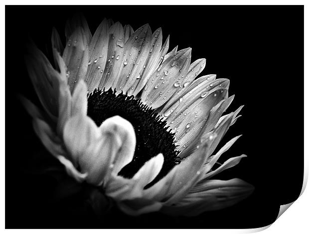 Sunflower Droplets In BW Print by Aj’s Images