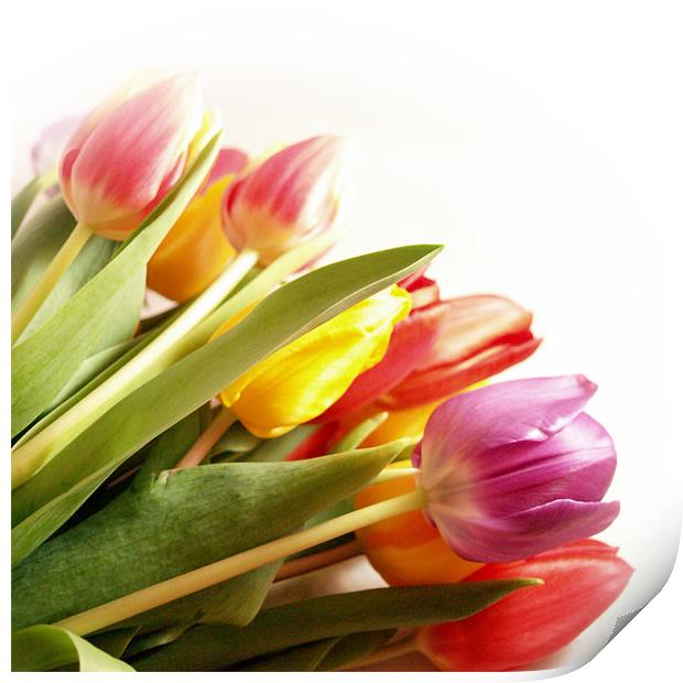 A Tulip Rainbow Print by Aj’s Images