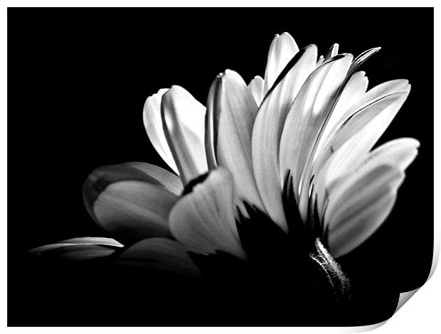 Gerbera In Black And White. Print by Aj’s Images