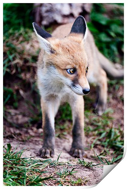 Young Fox Print by Stephen Mole