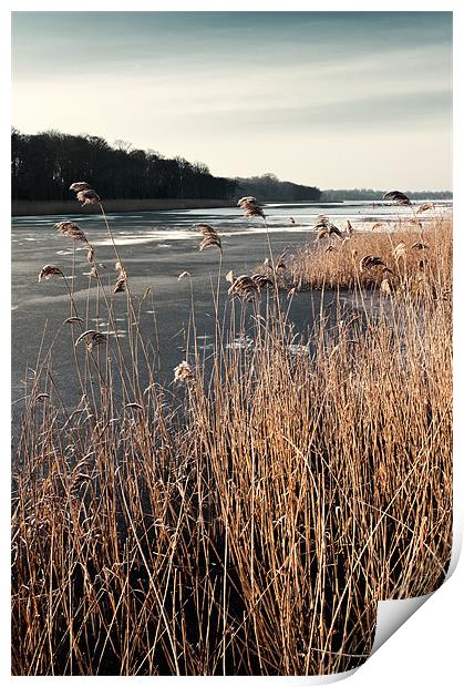 Frozen Ormesby Broad Print by Stephen Mole