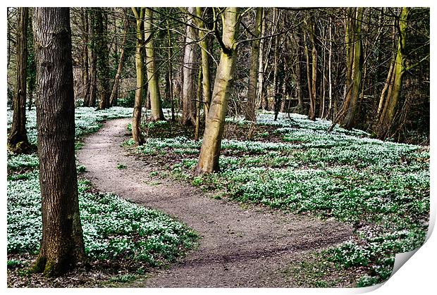 Snowdrops at Walsingham Print by Stephen Mole