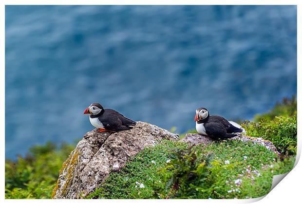 Two Puffins Print by Stephen Mole