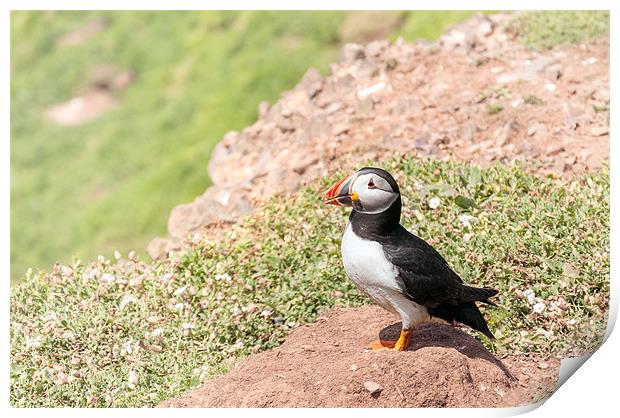Puffin watch Print by Stephen Mole